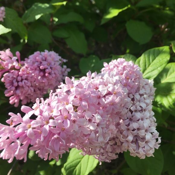 Meet your Posher, Connie - Picture 4 of 4